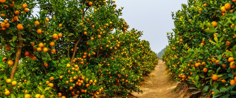Мандариновые плантации в Марокко