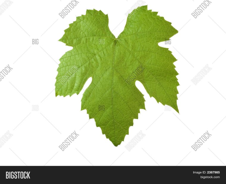 Виноградный лист контур