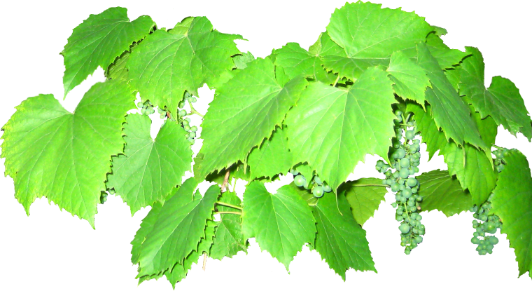 Лоза на белом фоне