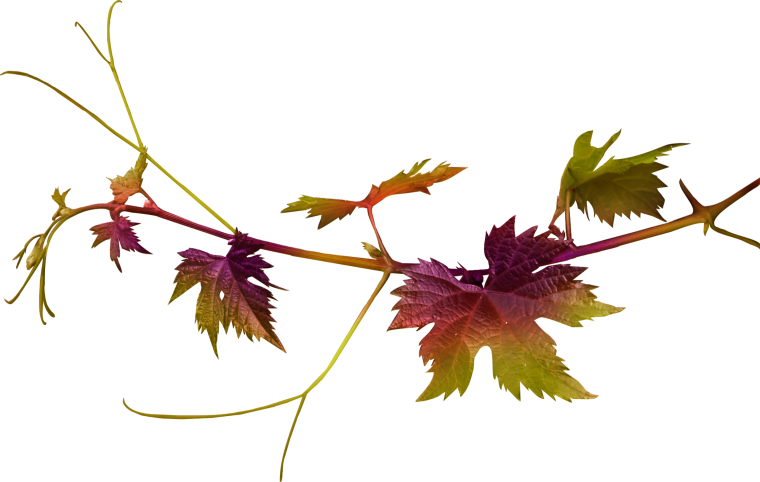 Красивое виноградное дерево