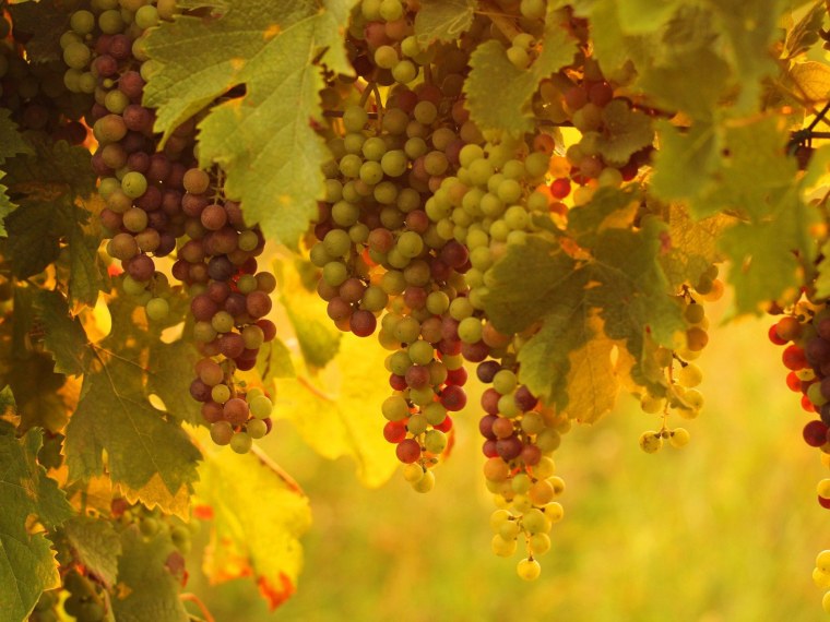 Виноградники на закате