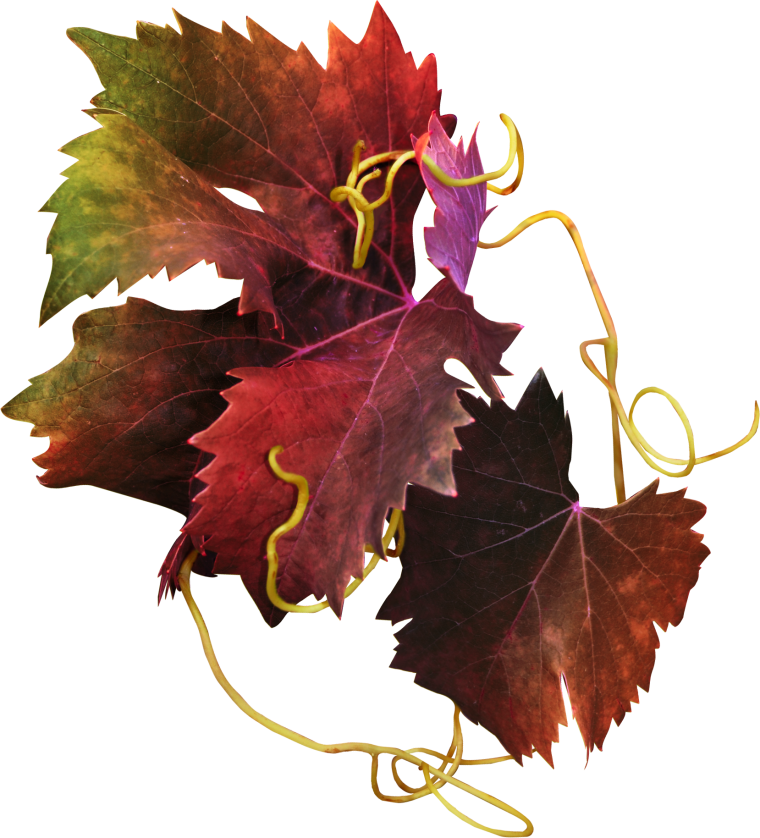 Виноградная лоза