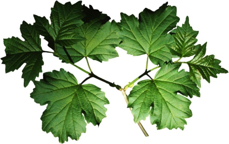 Виноград фон