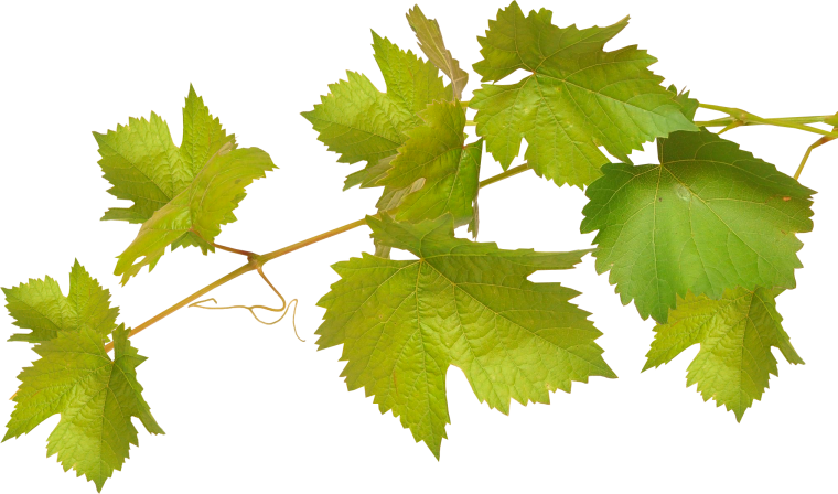 Девичий виноград пятилисточковый