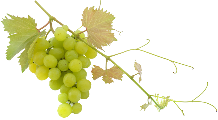 Осенние листья на прозрачном фоне