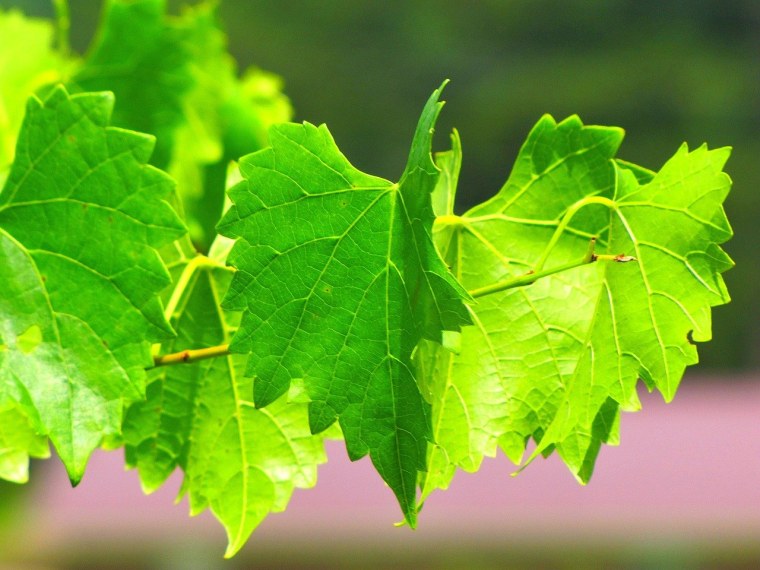 Листья для долмы