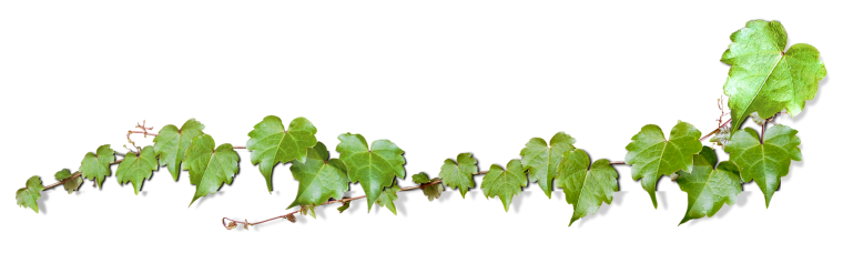 Резьба по дереву Виноградная лоза эскизы