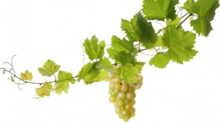 Виноград фон
