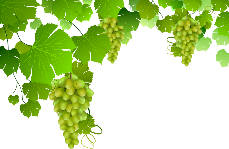 Sultanas виноград