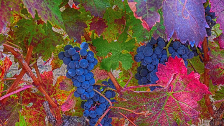 Осенние листья винограда