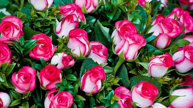 Роскошные розы