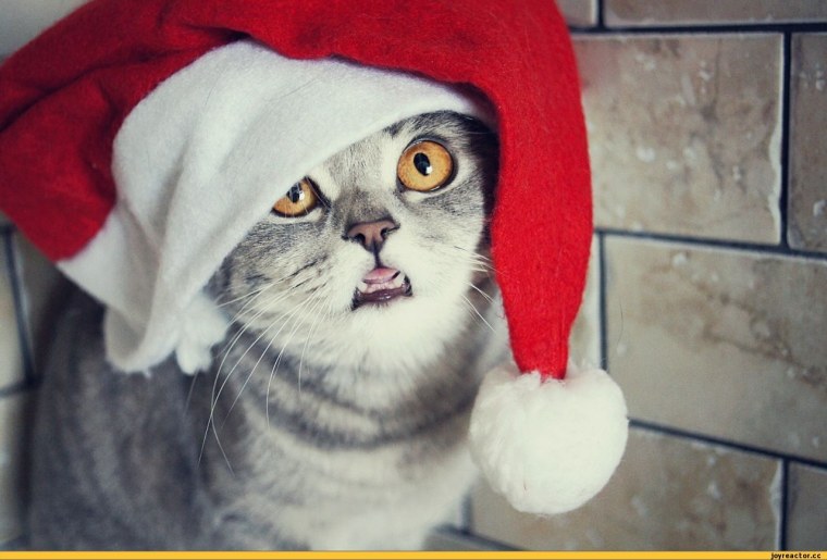 Кот в новогодней шапке