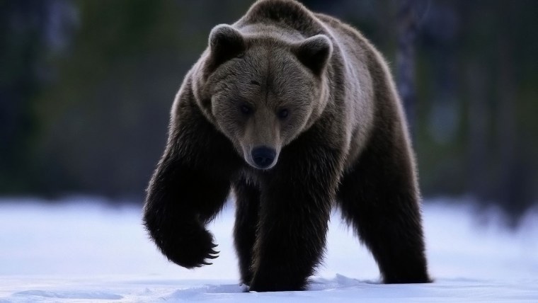 Настоящий русский медведь