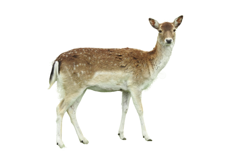 Лань на белом фоне