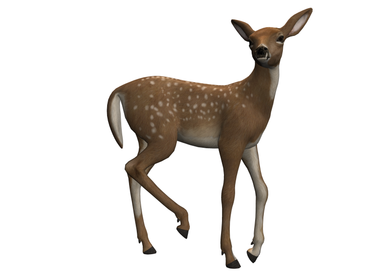 Пятнистый олень на белом фоне