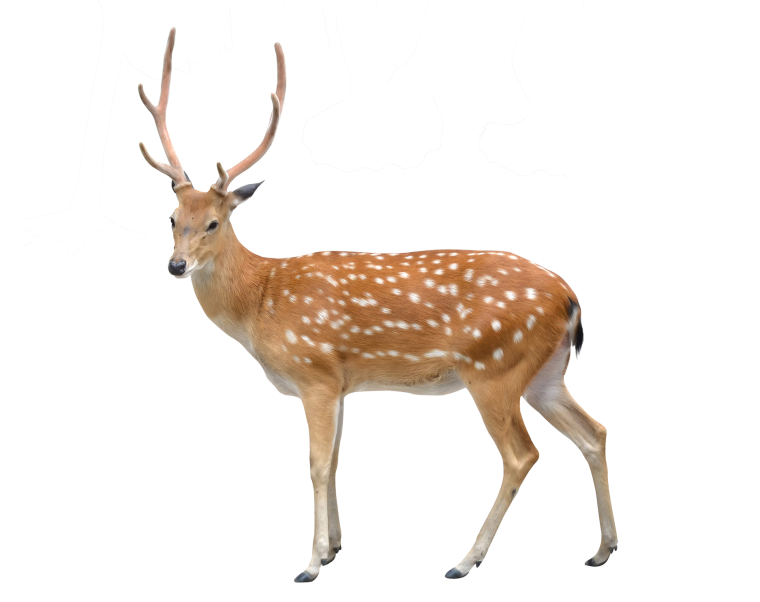 Лень на белом фоне