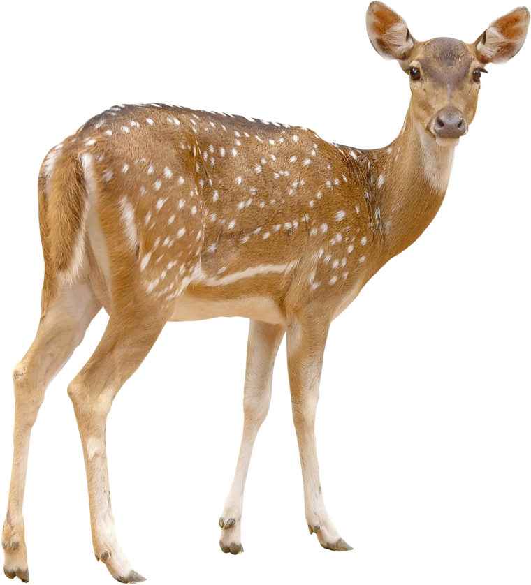 Лань на белом фоне