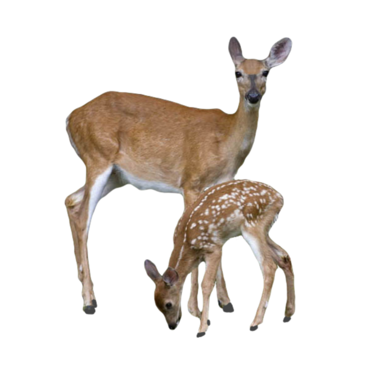 Лань на белом фоне