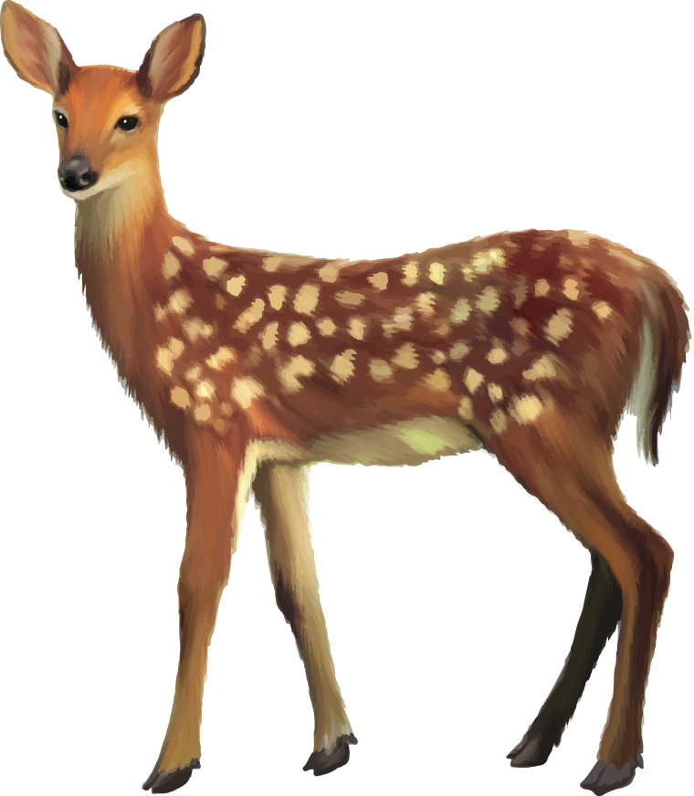 Олененок на белом фоне