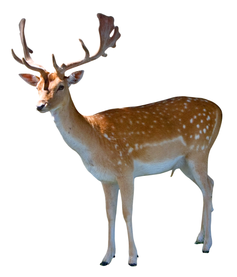 Лань для детей