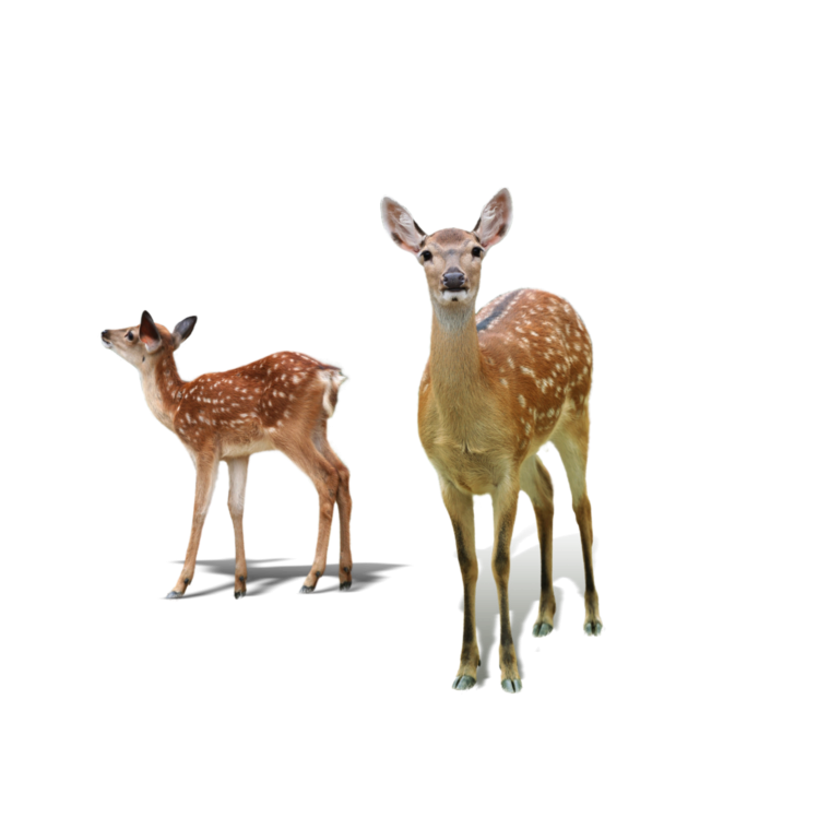 Лань на белом фоне