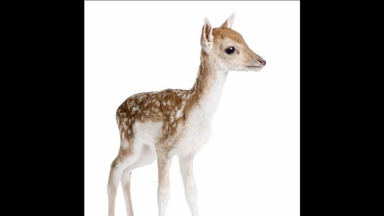 Белохвостый олень рисунок