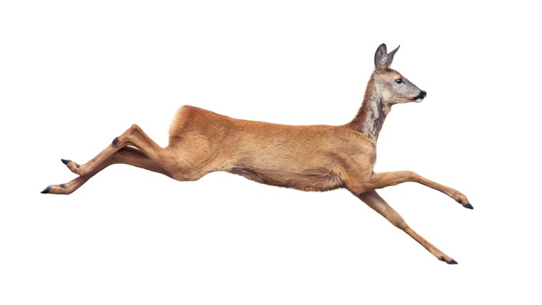 Кабарга на белом фоне