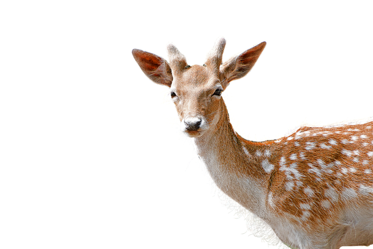 Фигурка Bullyland самец косули 64436