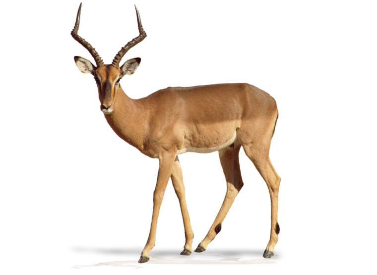 Фигурка Safari Ltd благородный олень 181929