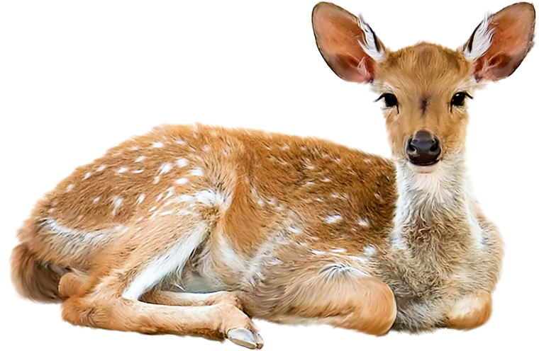 Животные на прозрачном фоне