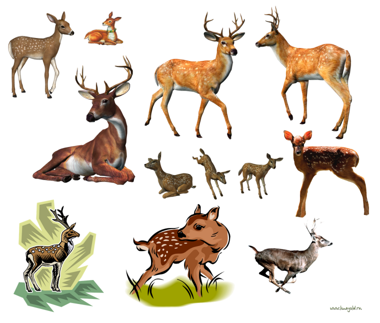 Олень жвачное