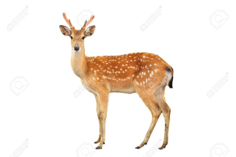 Пятнистый олень на белом фоне