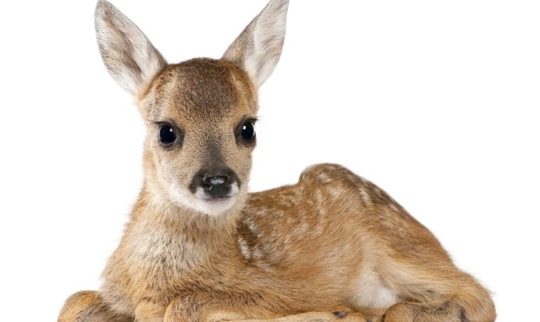 Белый Олененок