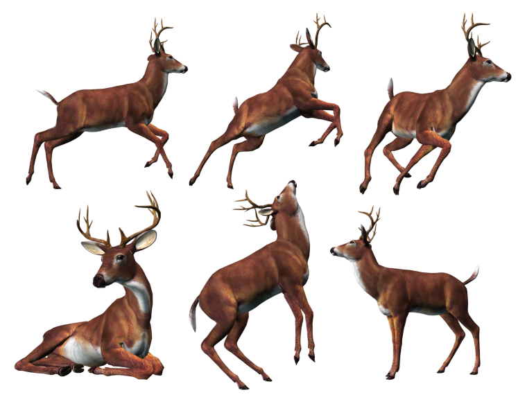 Косуля фото без фона