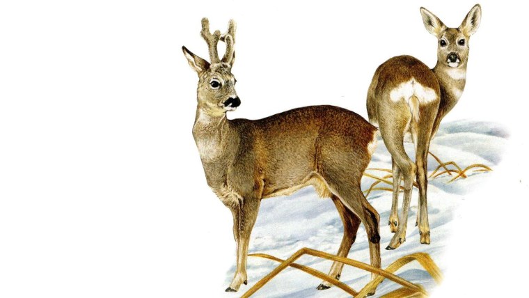 Косуля мультяшная