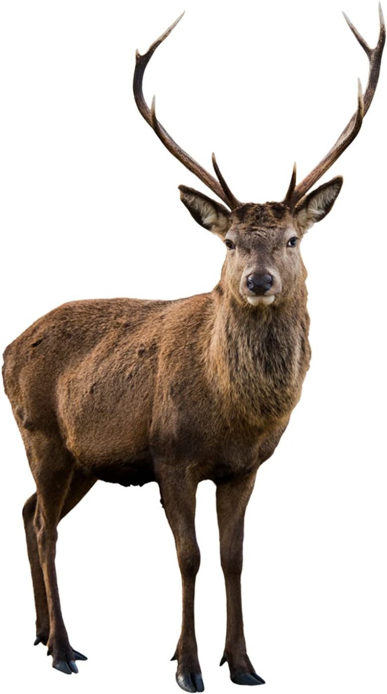 Животные на прозрачном фоне