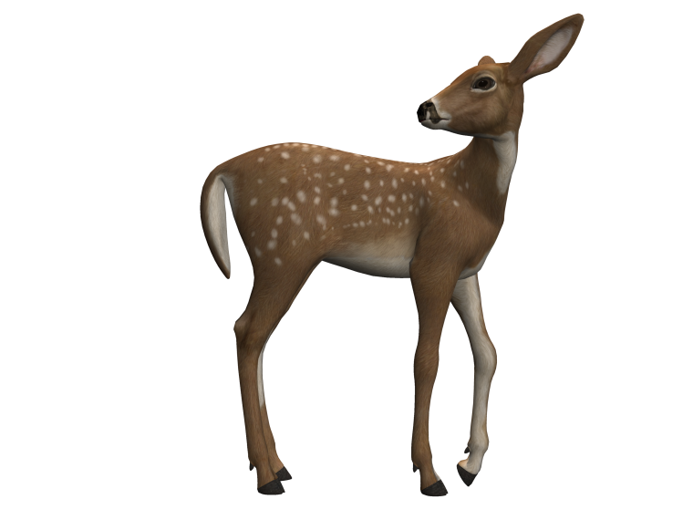 Клипарт Козуля Северная на прозрачном фоне