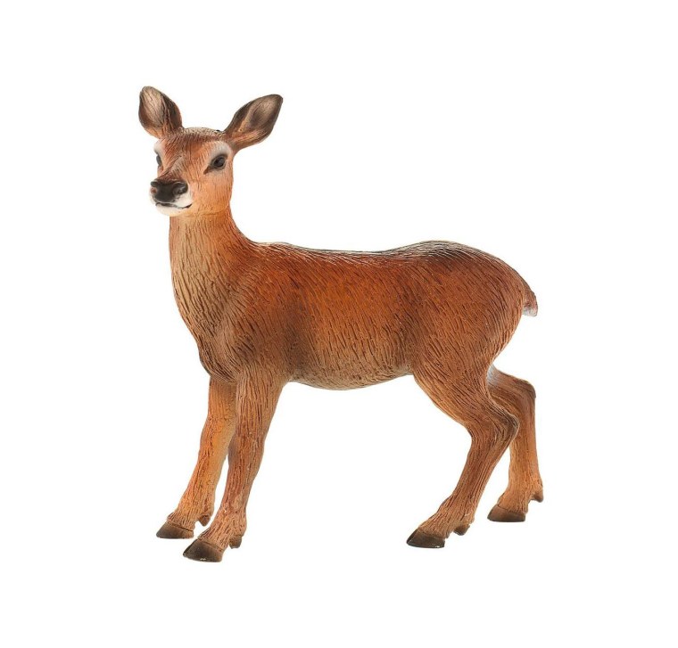 Семья оленей на белом фоне