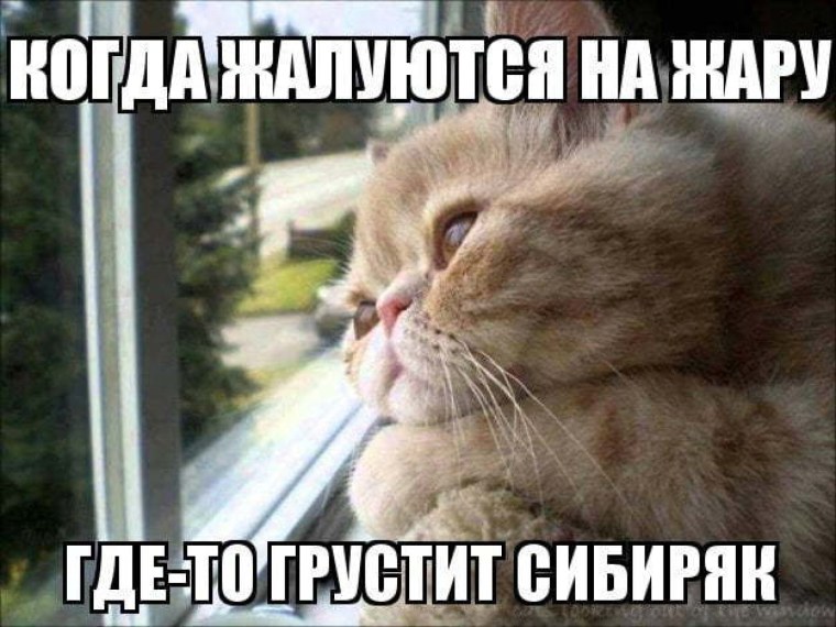 Жара прикольные