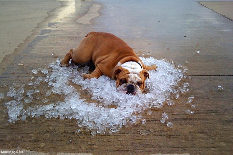 Собака спасается от жары