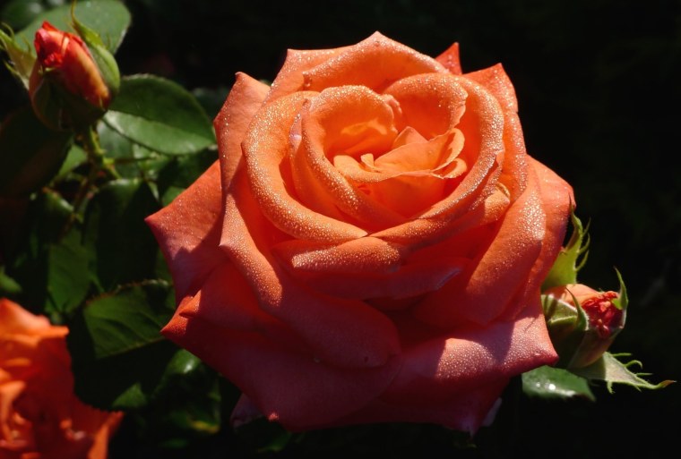 Роза Наранга