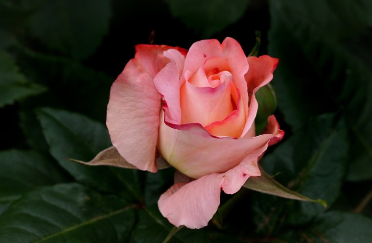 Роза Шейлас Парфюм