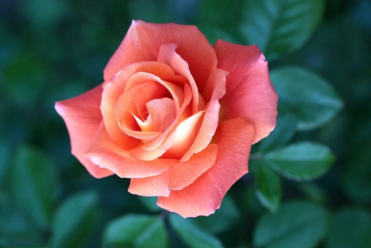 Роза Мовистар