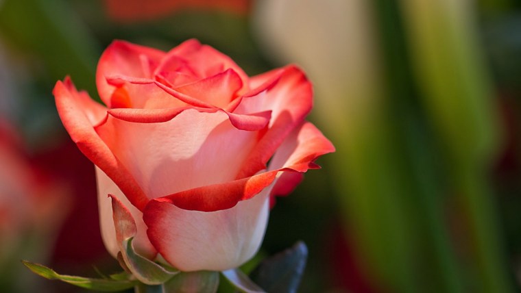 Роза шикарная