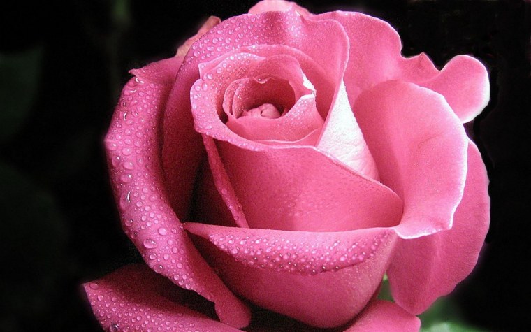 Розовые розы