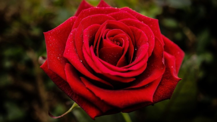 Красные розы