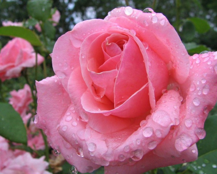 Роза Присцилла