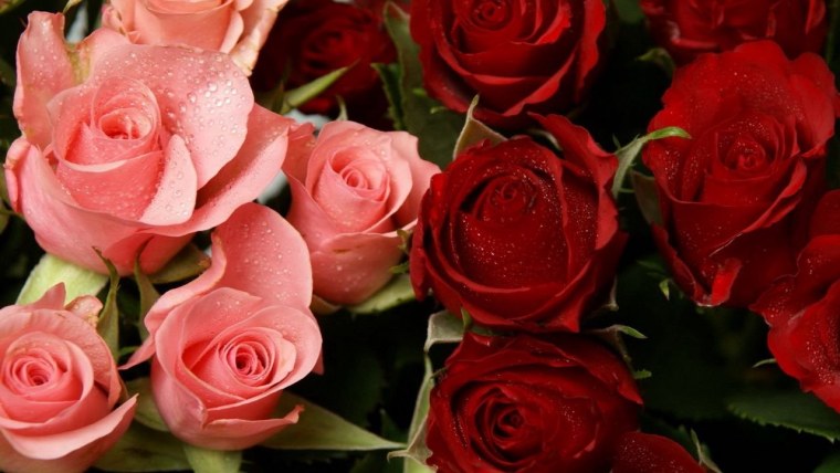 Красные и розовые розы