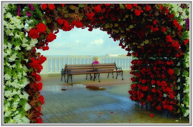 Море красных роз