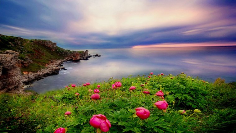 Лепестки роз в воде